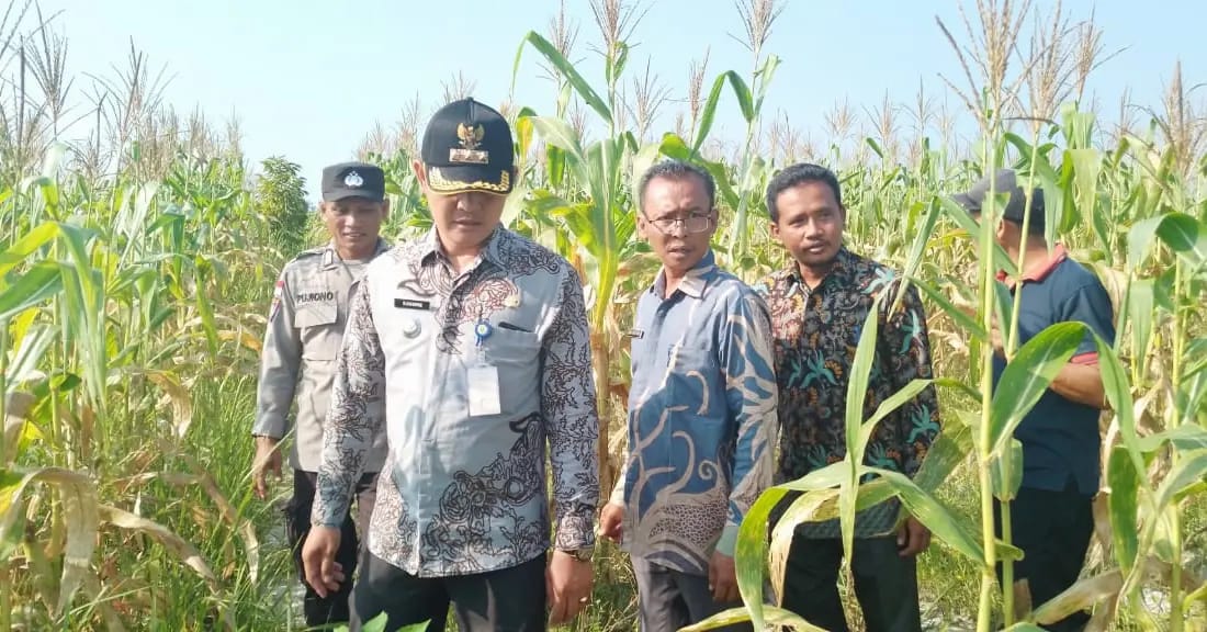 Panen Raya